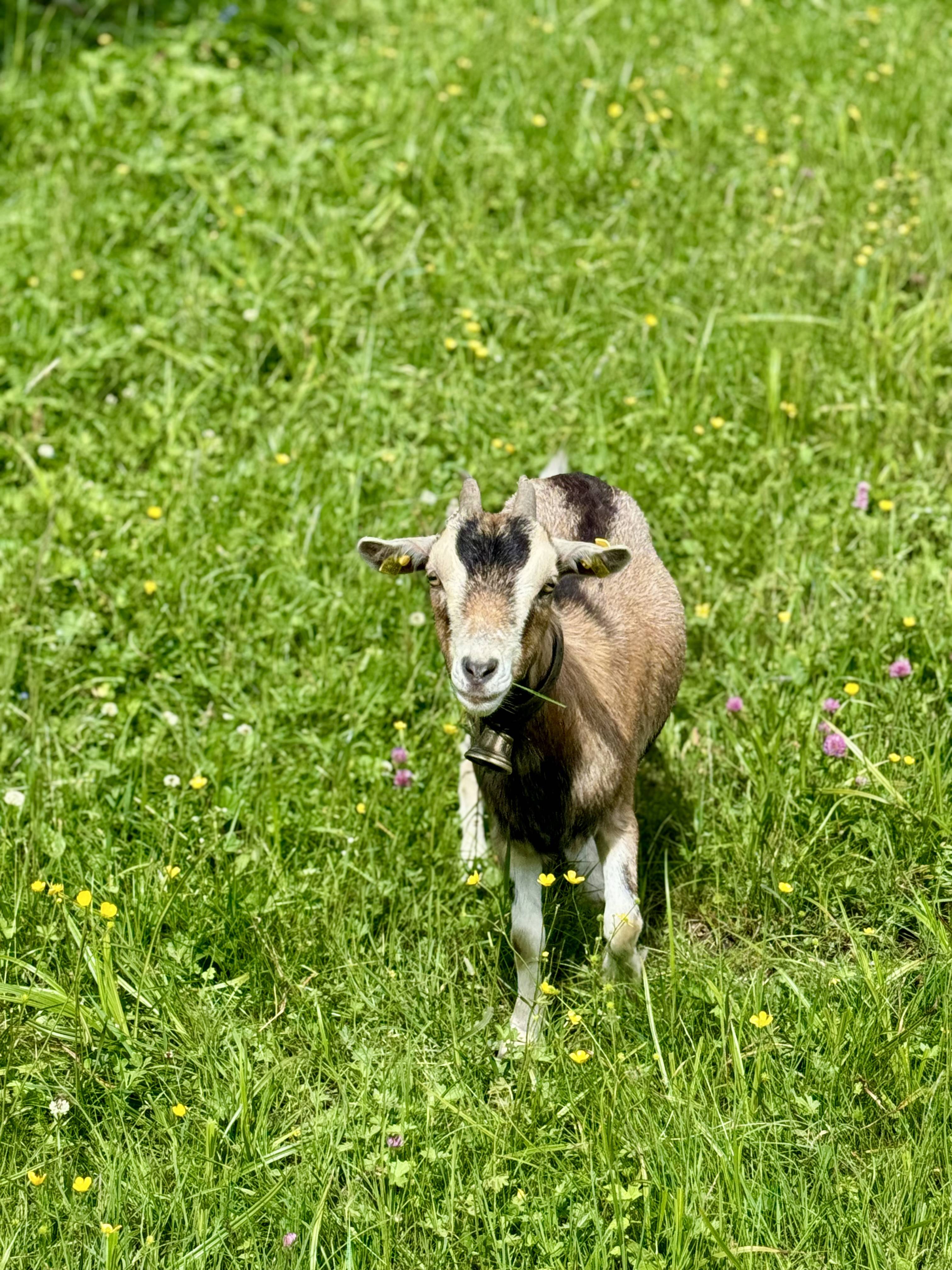 Häsli und Geisli