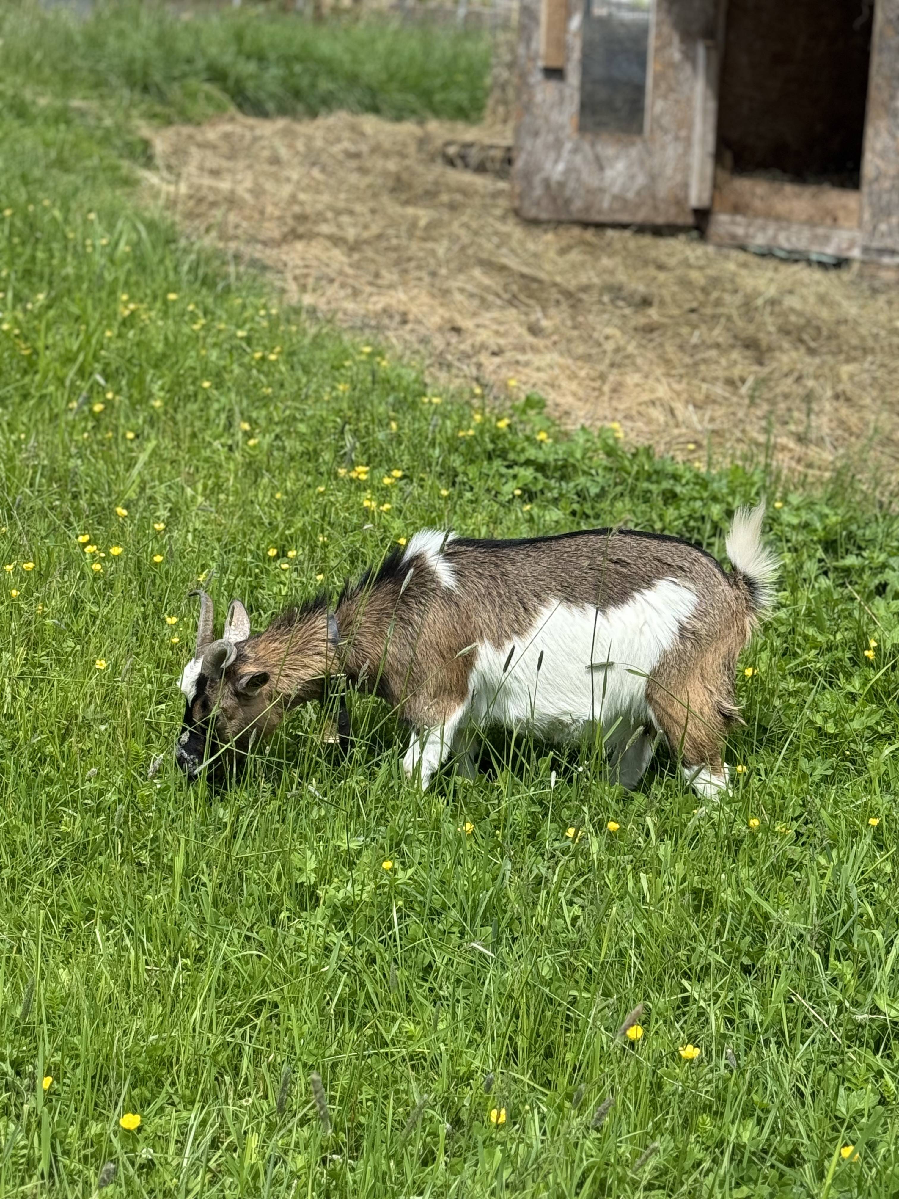 Häsli und Geisli